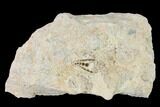 Fossil Pycnodont Fish Crushing Mouth Plate - Goulmima, Morocco #163973-1